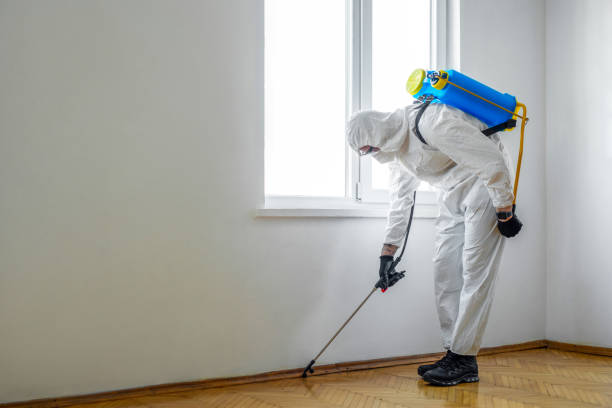 Best Termite Control Services  in Shpee Neck, MA